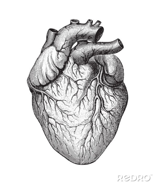 Bild Zeichnung des menschlichen Herzens