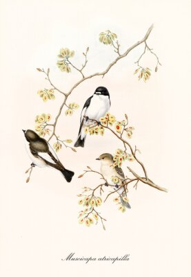 Zeichnung mit Vögeln, die auf mit Blumen bestreuten Zweigen sitzen