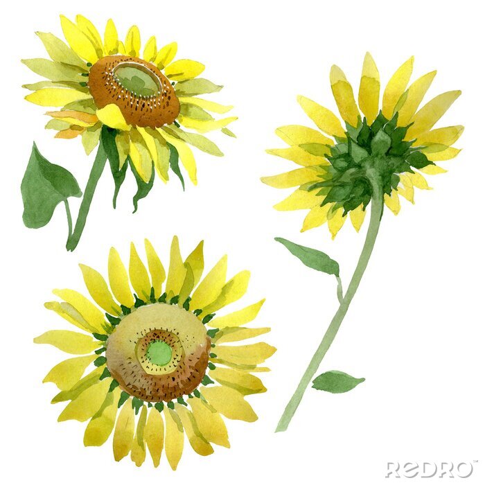 Bild Zeichnung Sonnenblumen aus verschiedenen Perspektiven