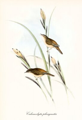 Zeichnung von Gras und darauf sitzenden Vögeln