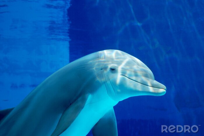 Bild Zufriedener Delfin