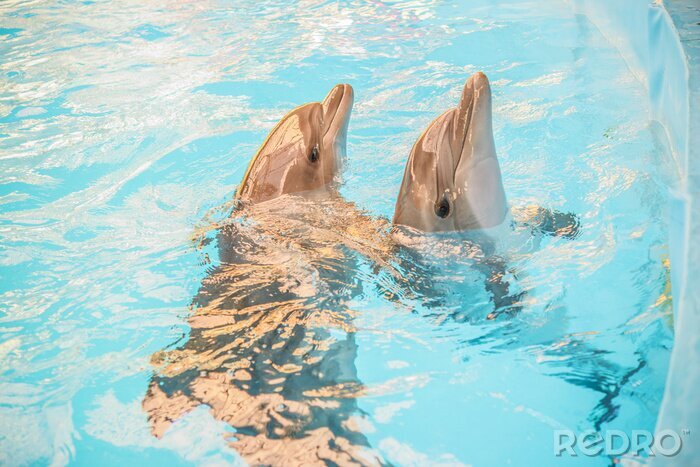 Bild Zwei Delfine im Wasser