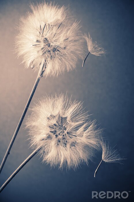 Bild Zwei flauschige Pusteblumen