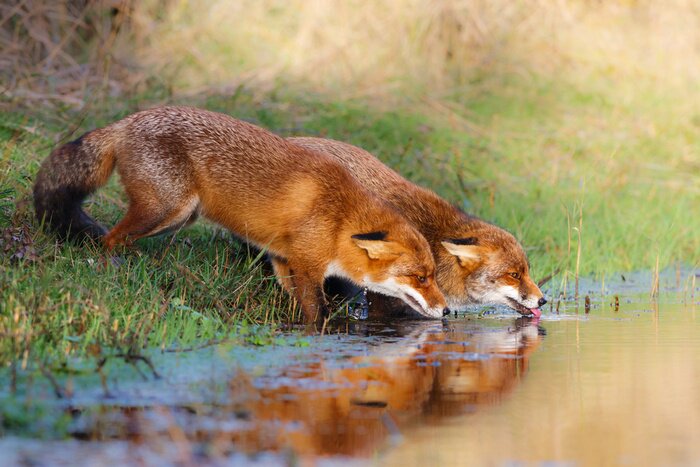 Bild zwei Füchse beim Wassertrinken