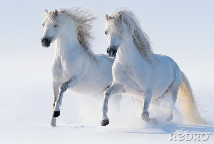 Bild Zwei galoppierende pferde