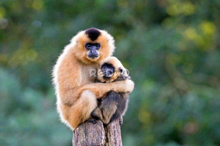 Bild Zwei Gibbons auf einem Baumstamm