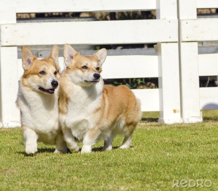 Bild Zwei Hunde auf dem Laufsteg