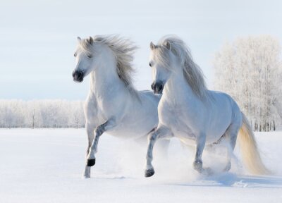 Zwei im Schnee galoppierende Pferde