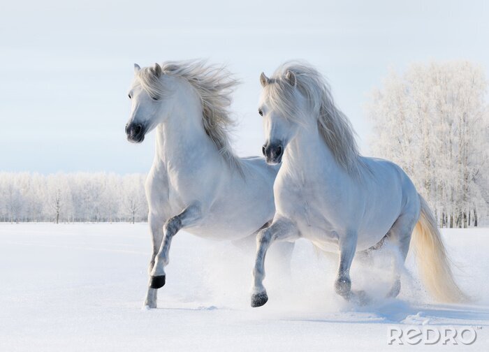 Bild Zwei im Schnee galoppierende Pferde