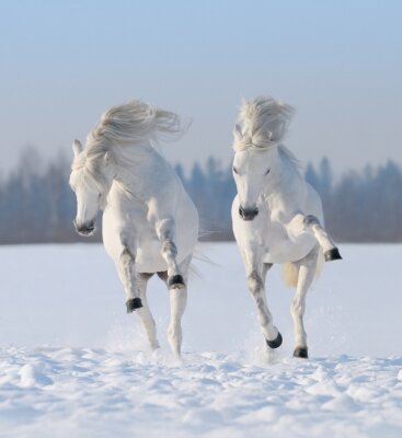 Zwei im schnee springende pferde