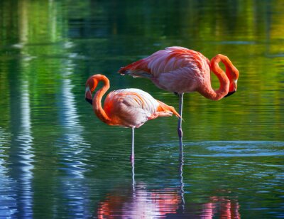 Zwei im Wasser watende Flamingos