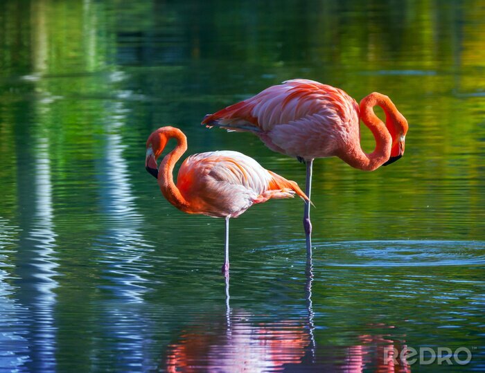 Bild Zwei im Wasser watende Flamingos
