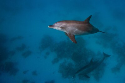 Bild Zwei kleine Delfine im Wasser