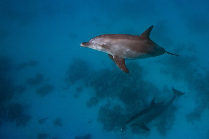 Bild Zwei kleine Delfine im Wasser