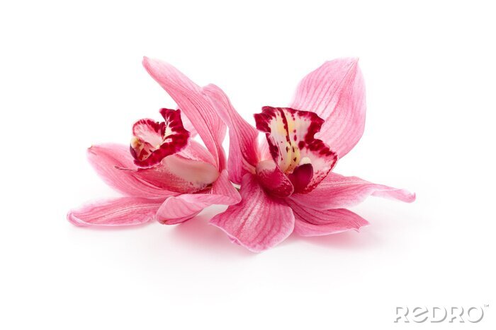 Bild Zwei lachsfarbene Orchideen