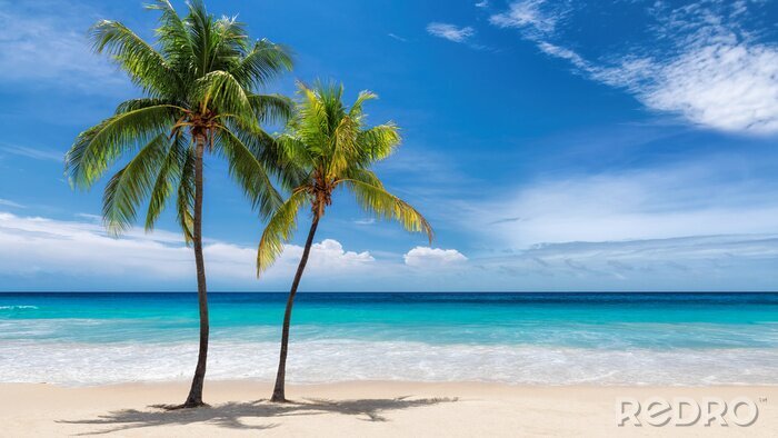 Bild Zwei Palmen an einem sonnigen Strand
