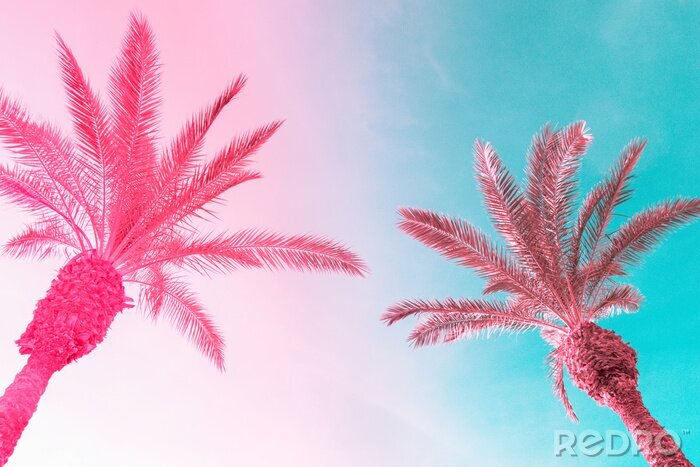 Bild Zwei Palmen vor einem farbigen Himmelshintergrund