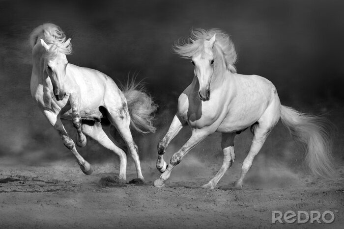 Bild Zwei Rösser im Galopp