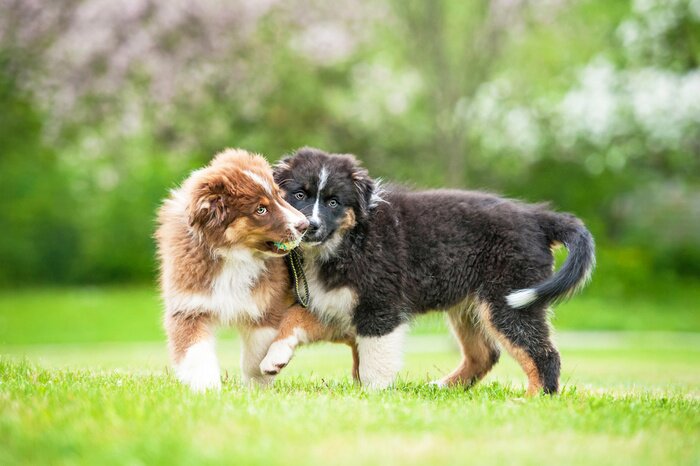 Bild Zwei spielende Welpen