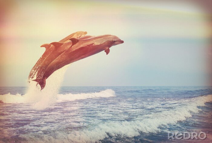 Bild Zwei springende Delfine