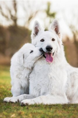 Zwei weiße Hunde