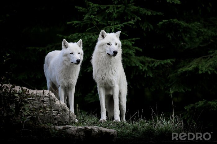 Bild Zwei weiße Wölfe