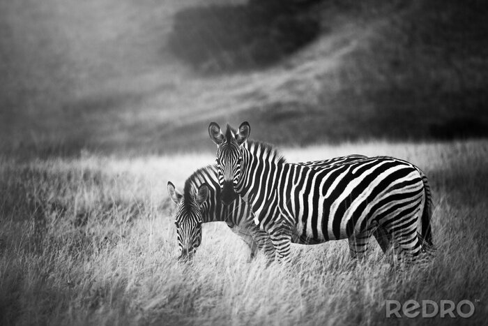 Bild Zwei Zebras auf schwarz-weißem Hintergrund