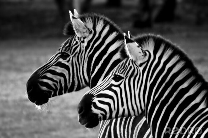 Bild Zwei Zebras auf schwarz-weißem Natur-Hintergrund