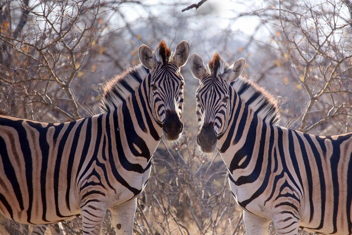 Bild Zwei Zebras und Sonne