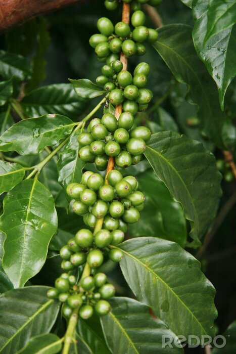 Bild Zweig Kaffee auf der Plantage