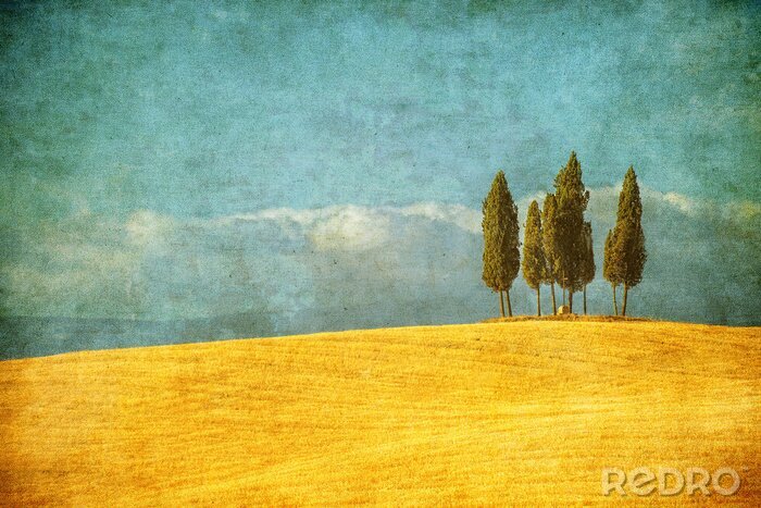 Bild Zypressen und gelbe Felder der Toskana
