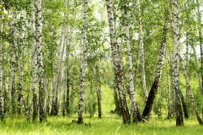 Fototapete 3D Birken im Wald