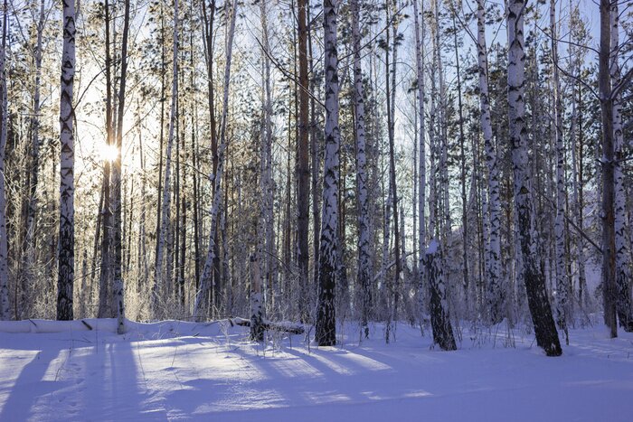Fototapete 3D Birken im Winter