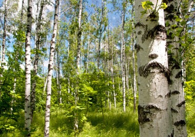 Fototapete 3D Birken und grünes Gras