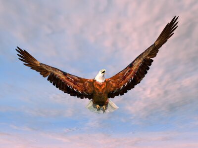 3D Effekt Tiere fliegender Adler