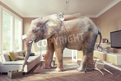 Fototapete 3D Elefant im Raum