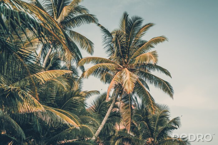 Fototapete 3D exotische Palmen