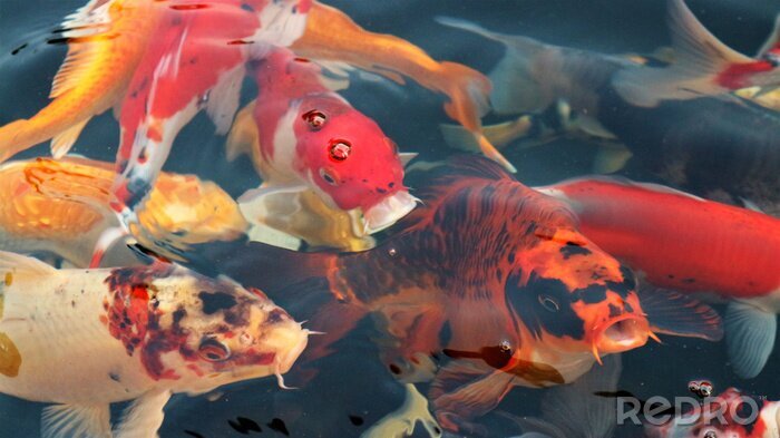 Fototapete 3D Fische