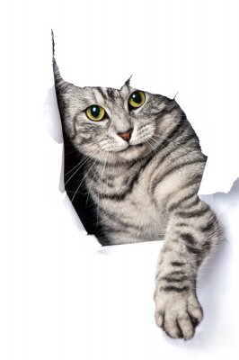 Fototapete 3D-Katze in Papier