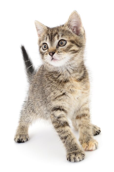 Fototapete 3D-Katze winzig klein