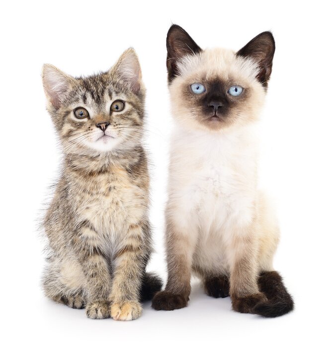 Fototapete 3D-Katzen mit Brille