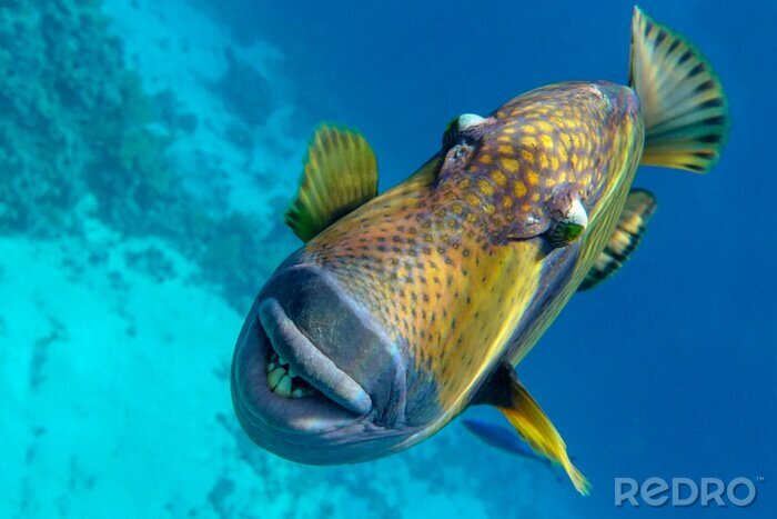 Fototapete 3D Korallenriff und Fisch