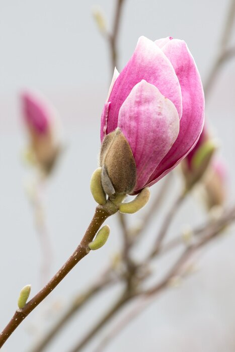 Fototapete 3D-Magnolie auf grauem Hintergrund