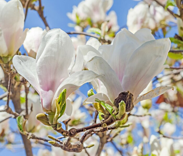 Fototapete 3D-Magnolie in der Sonne