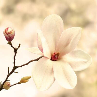 Fototapete 3D-Magnolie und Knospe