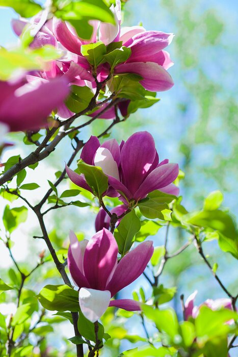 Fototapete 3D-Magnolien auf dem Baum