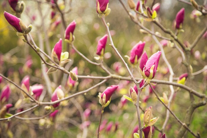 Fototapete 3D-Magnolien im Frühling