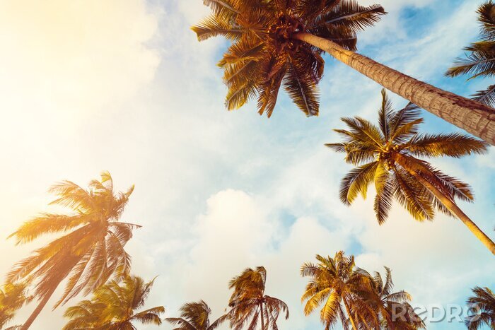 Fototapete 3D Palmen vor dem Hintergrund des Himmels