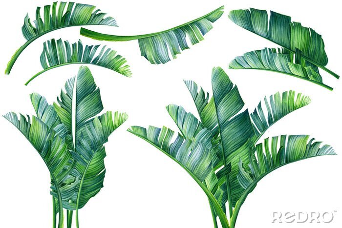 Fototapete 3D Palmenblätter