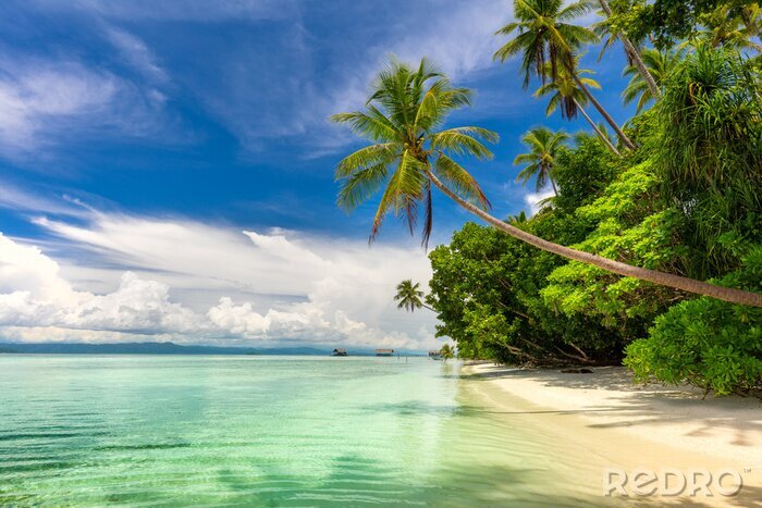 Fototapete 3D tropische Palmen